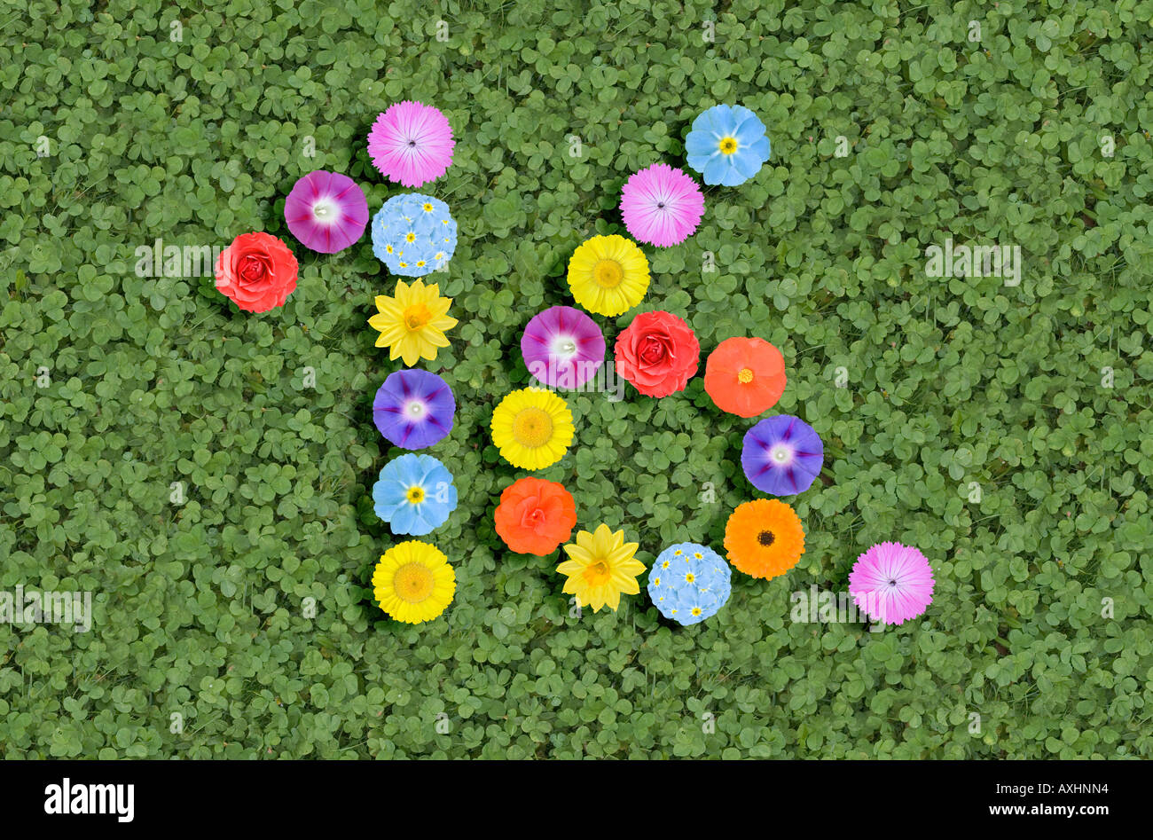 Numero 16 scritto con fiori xvi Foto Stock Numero 16 scritto con fiori xvi Foto Stock