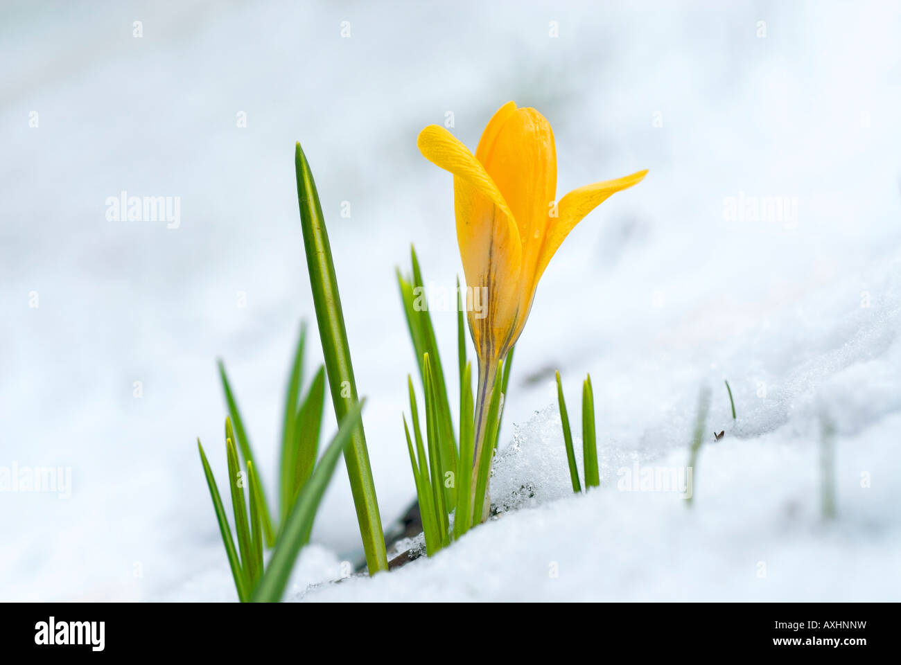 Crocus giallo nella neve Crocus Aureus Foto Stock