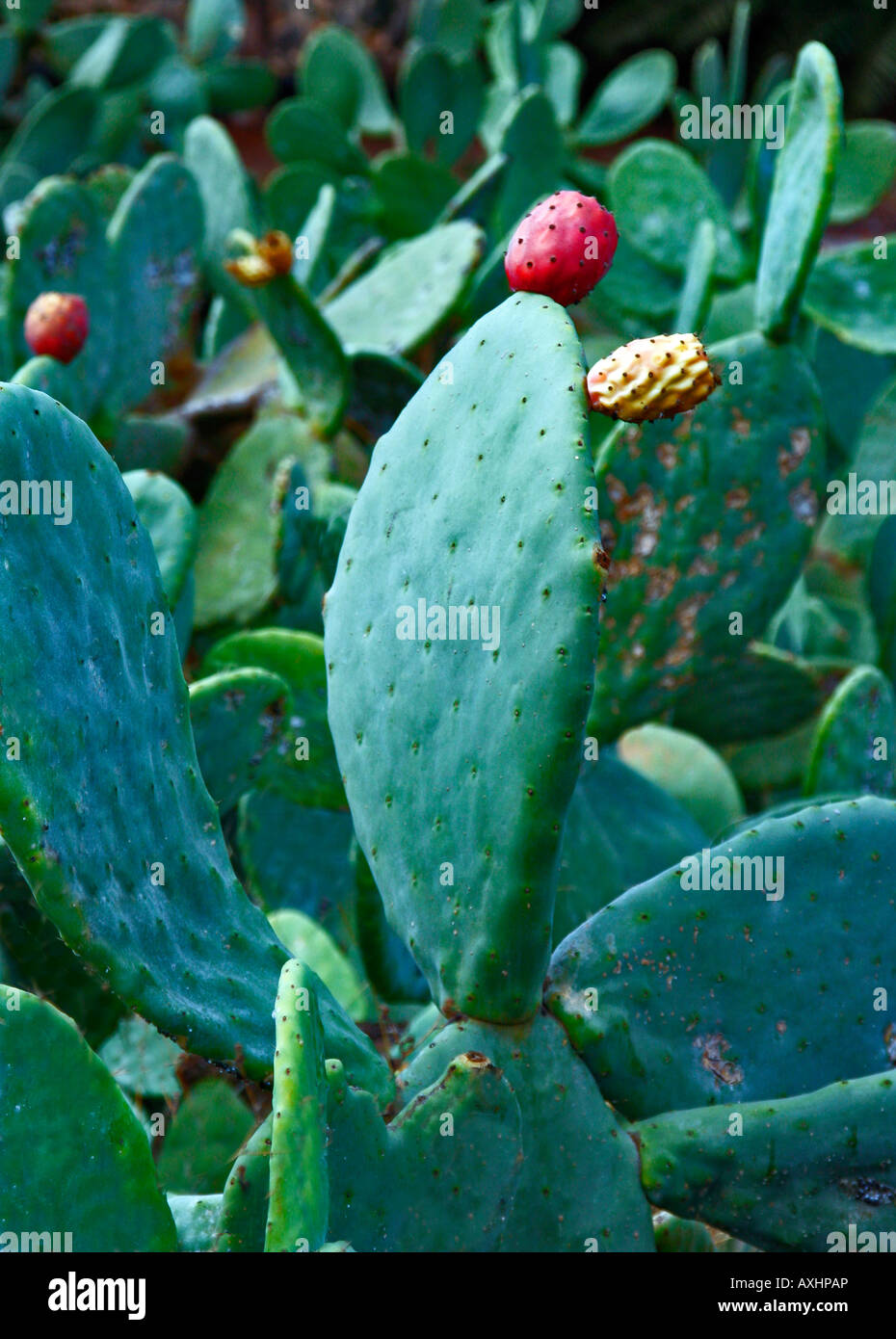 Lanzarote, Isole Canarie: fichidindia vicino a Guatiza Giardino dei Cactus, originariamente un 5000mq di ceneri vulcaniche cava: 1420 specie di cactus, aperto 1990. Foto Stock