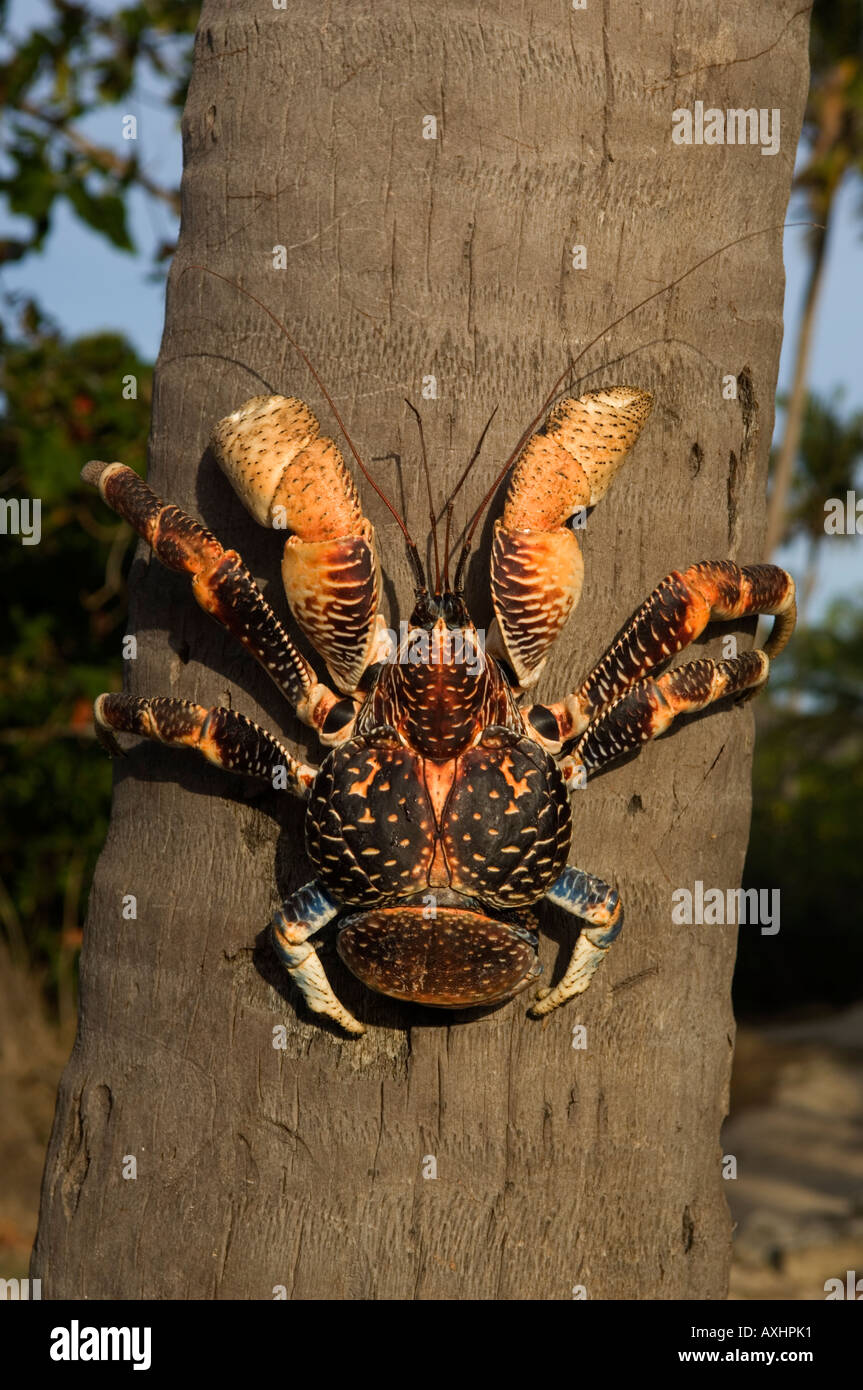 Tanzania Zanzibar Chumbe Island gigante il granchio del cocco Birgus latro è il più grande granchio terrestri nel mondo Foto Stock