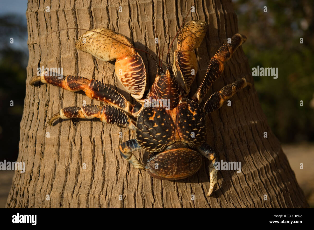 Tanzania Zanzibar Chumbe Island gigante il granchio del cocco Birgus latro è il più grande granchio terrestri nel mondo Foto Stock