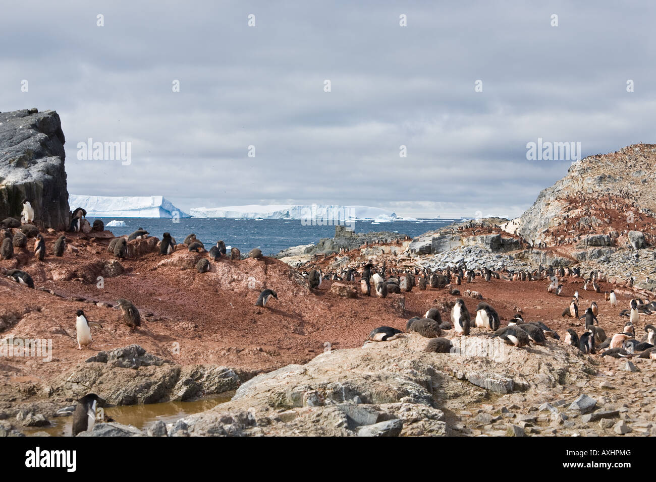 Adelie pinguini sulla riva del Gourdin Isola con iceberg in background Foto Stock