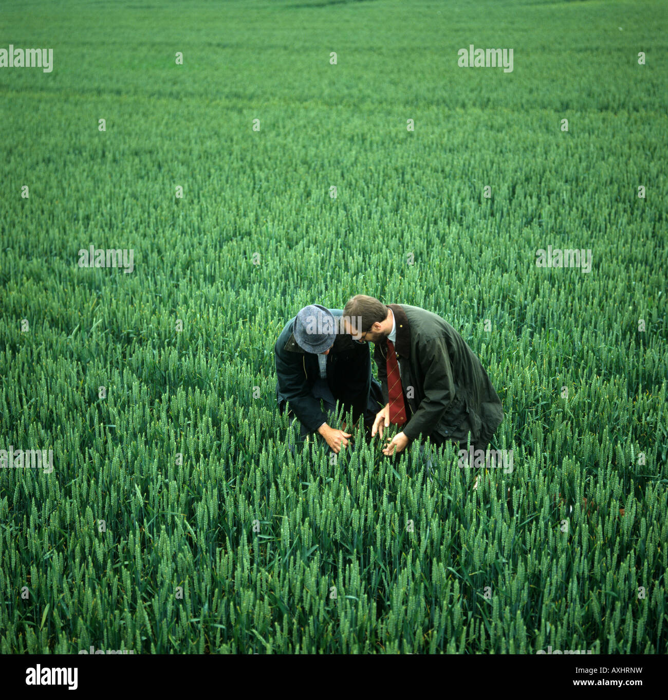 Imprenditore consulente esaminando da vicino una coltivazione di grano in ear Foto Stock