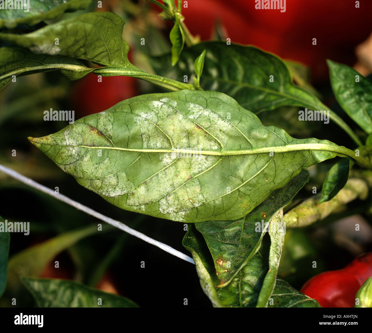 Oidio Leveillula taurica infezione su Sweet Pepper leaf Portogallo Foto Stock