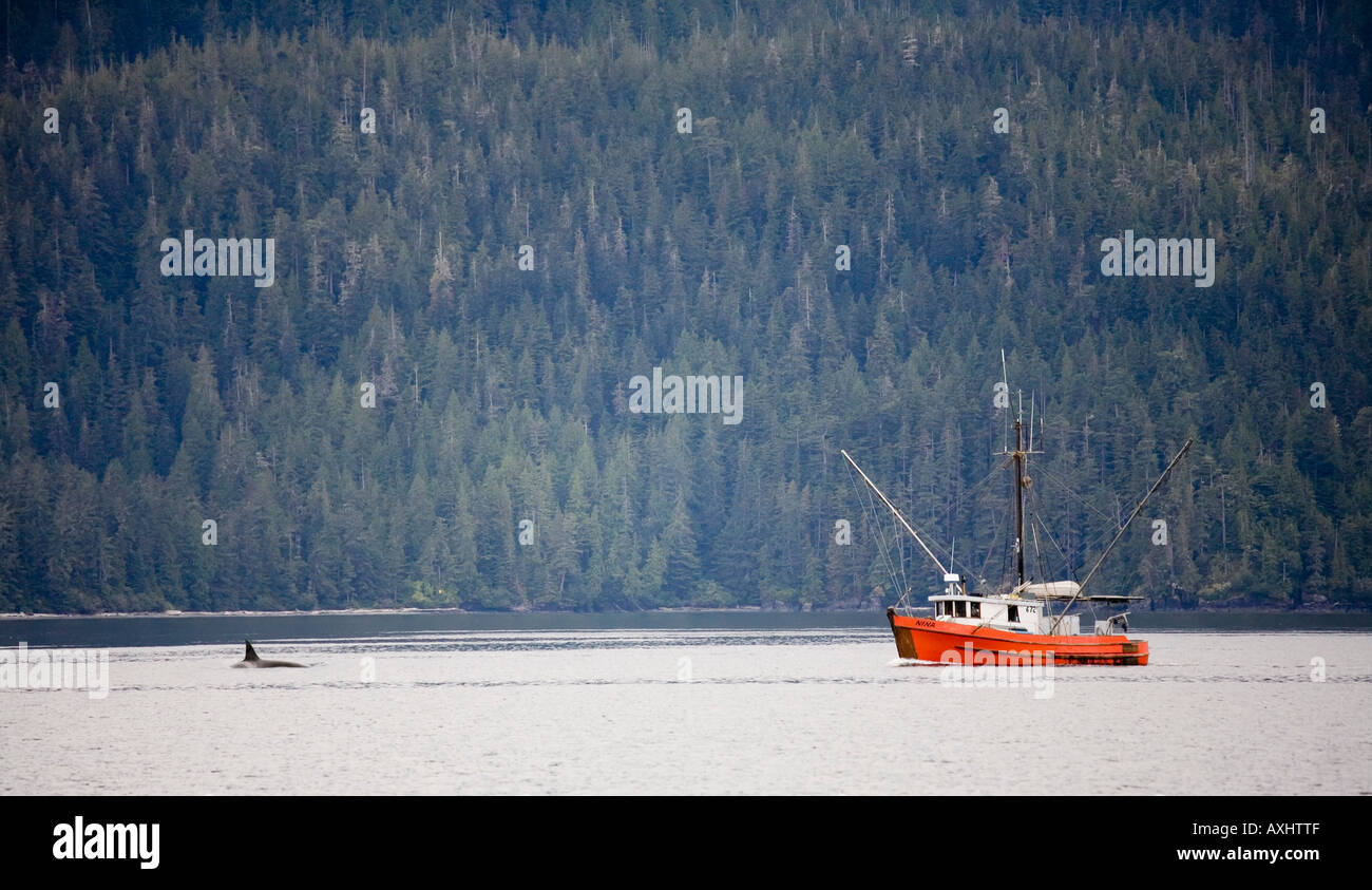 Orca Killer Whale vicino alla Senna barca da pesca in Robson Bight Riserva Ecologica Johnstone Strait isola di Vancouver in Canada Foto Stock