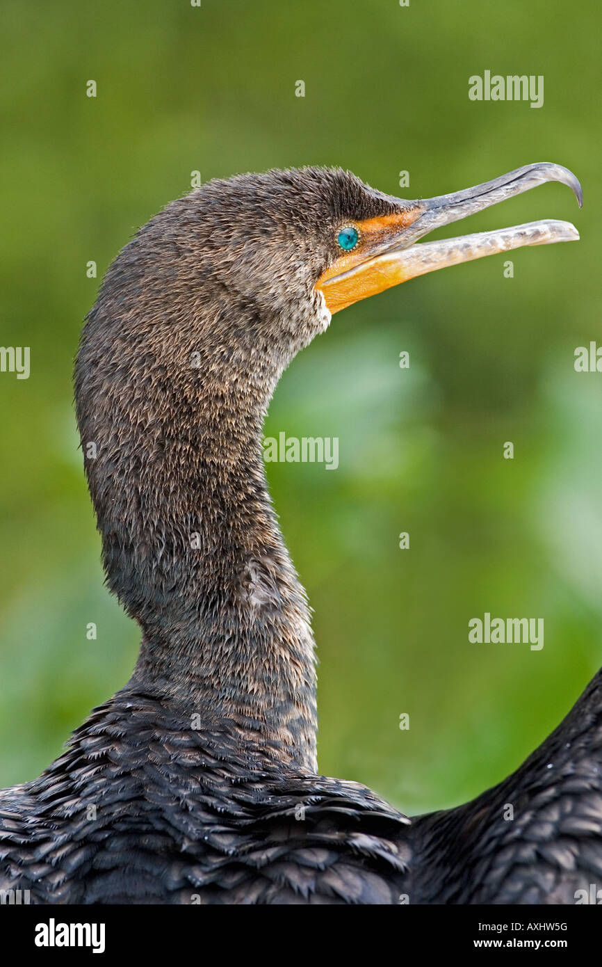 Doppio di cormorani crestato in close-up,l'Everglades, Florida, Stati Uniti d'America. Foto Stock