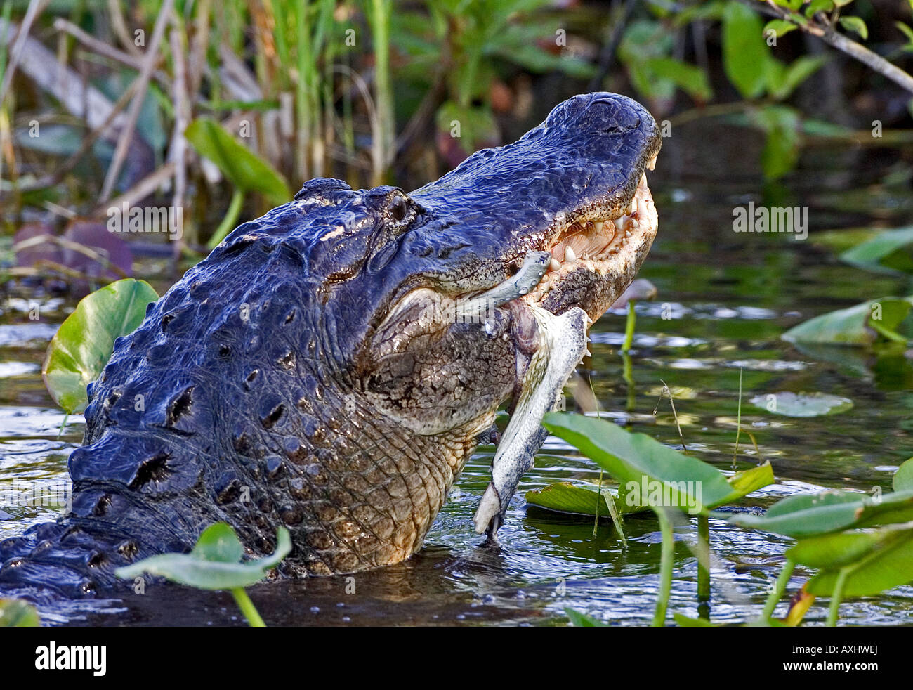 Il coccodrillo americano di mangiare i resti di un grande airone cenerino, Everglades National Park, Florida. Foto Stock