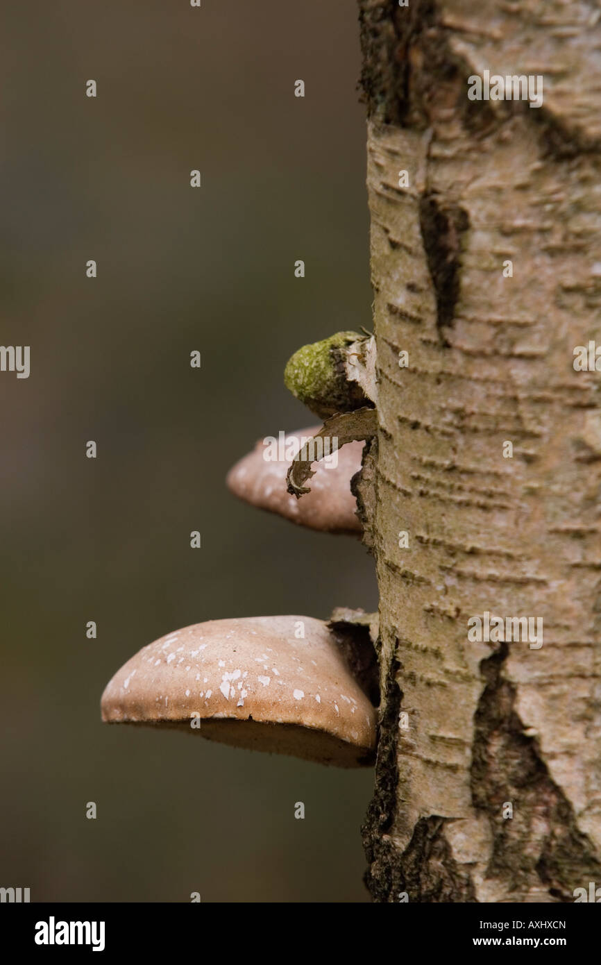Birch Polypore, funghi, REGNO UNITO Foto Stock