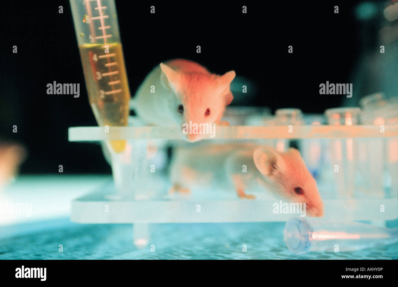 Il test del mouse OGM genemodified Foto Stock