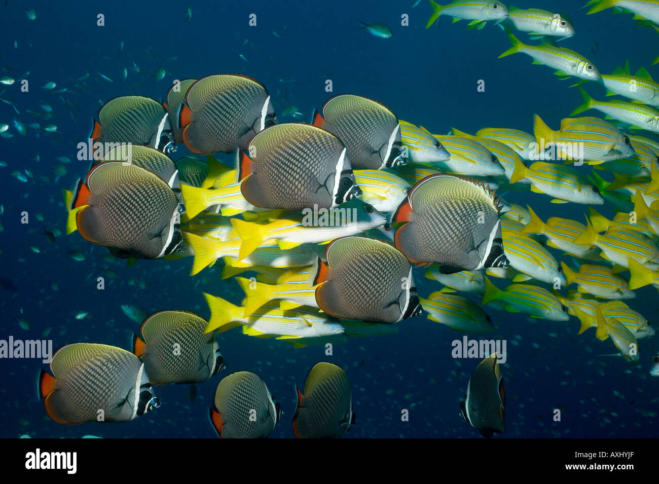 Una scuola mista DEL COLLARE BUTTERFLYFISH CHAETODON COLLARE E FODERATO BLU SNAPPER LUTJANUS KASMIRA Foto Stock