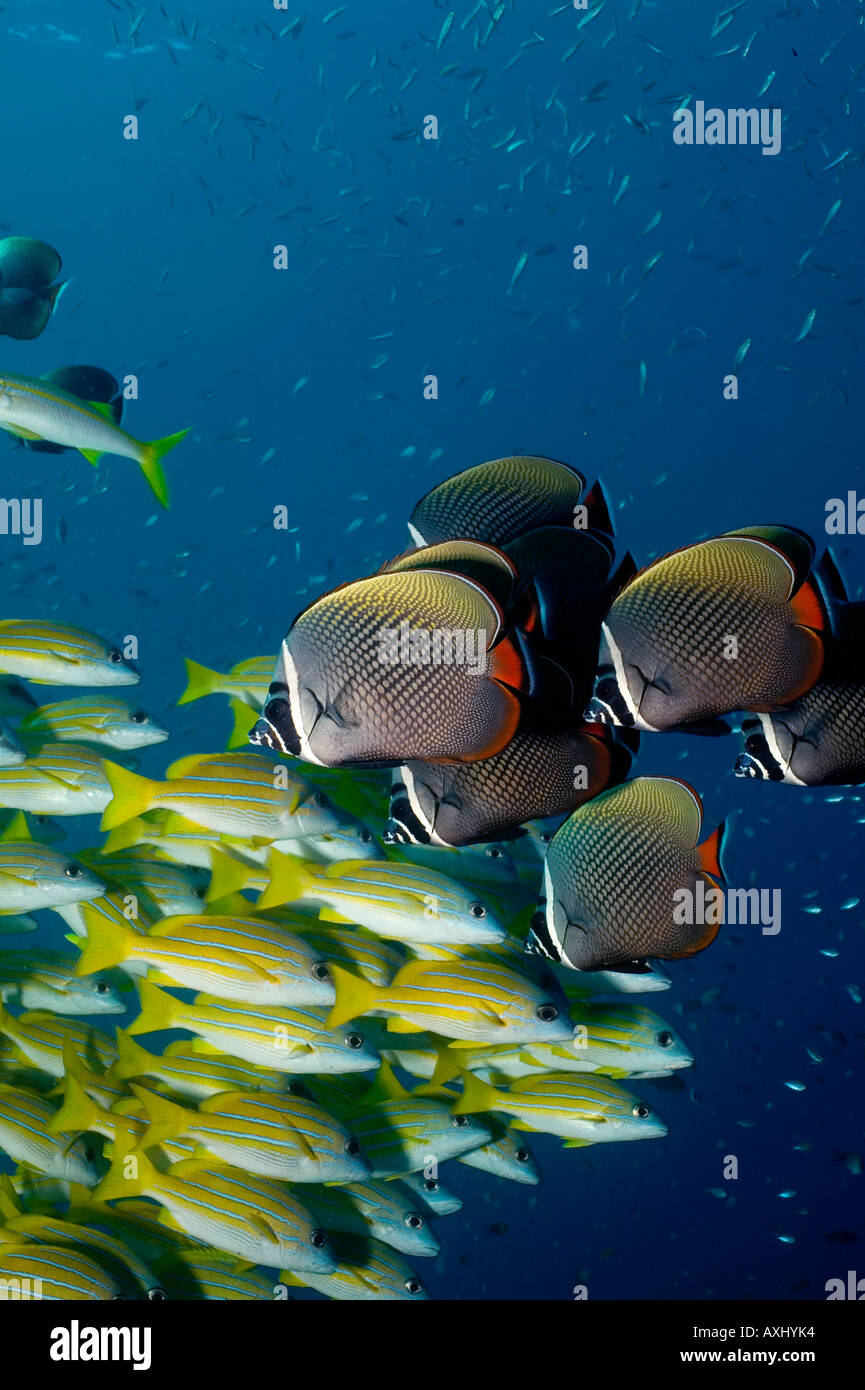 Una scuola mista DEL COLLARE BUTTERFLYFISH CHAETODON COLLARE E FODERATO BLU SNAPPER LUTJANUS KASMIRA THAILANDIA Foto Stock