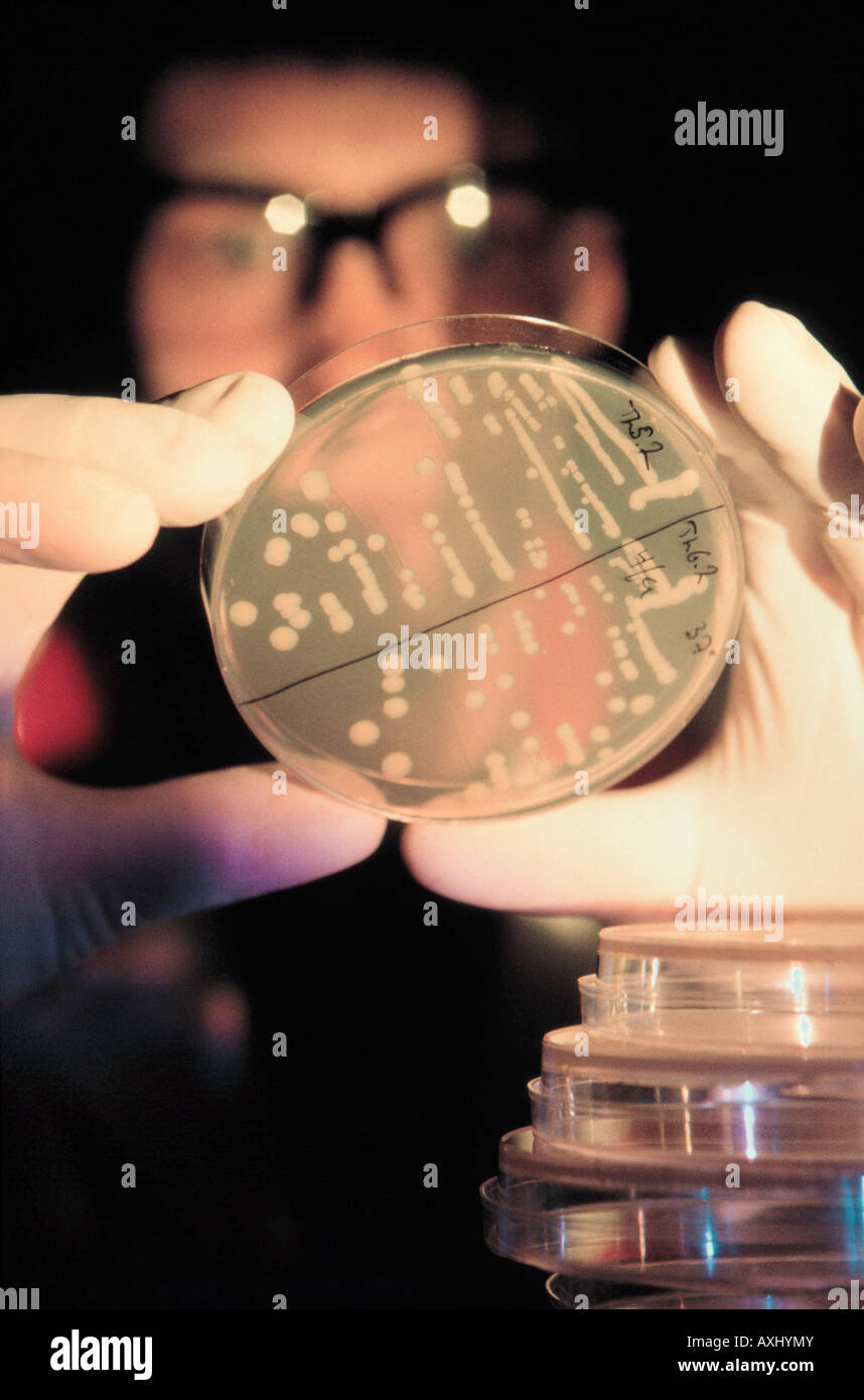 Scienziato con il campione di test di colonie batteriche Foto Stock