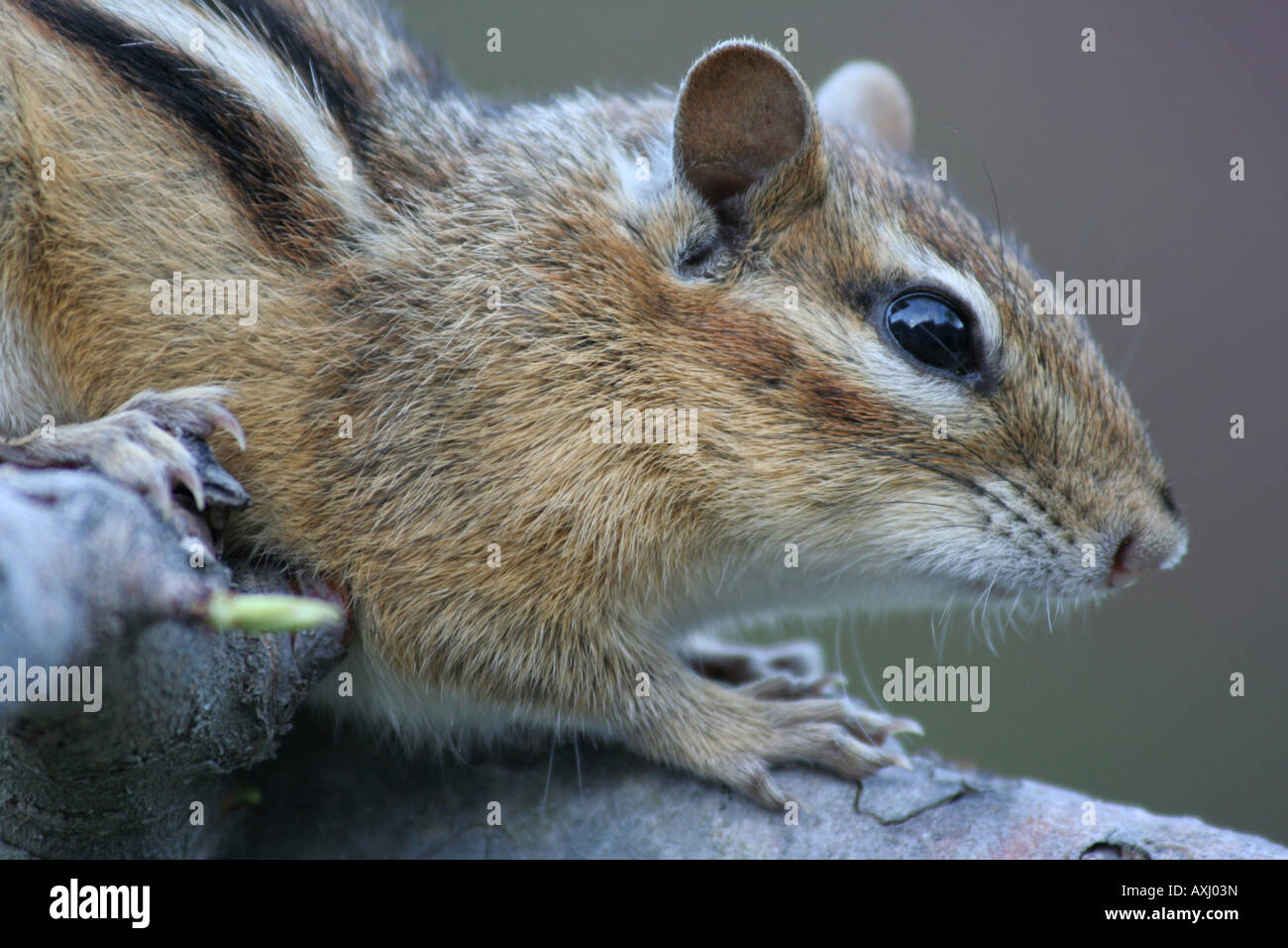 Capo di un Orientale scoiattolino, Tamias striatus Foto Stock