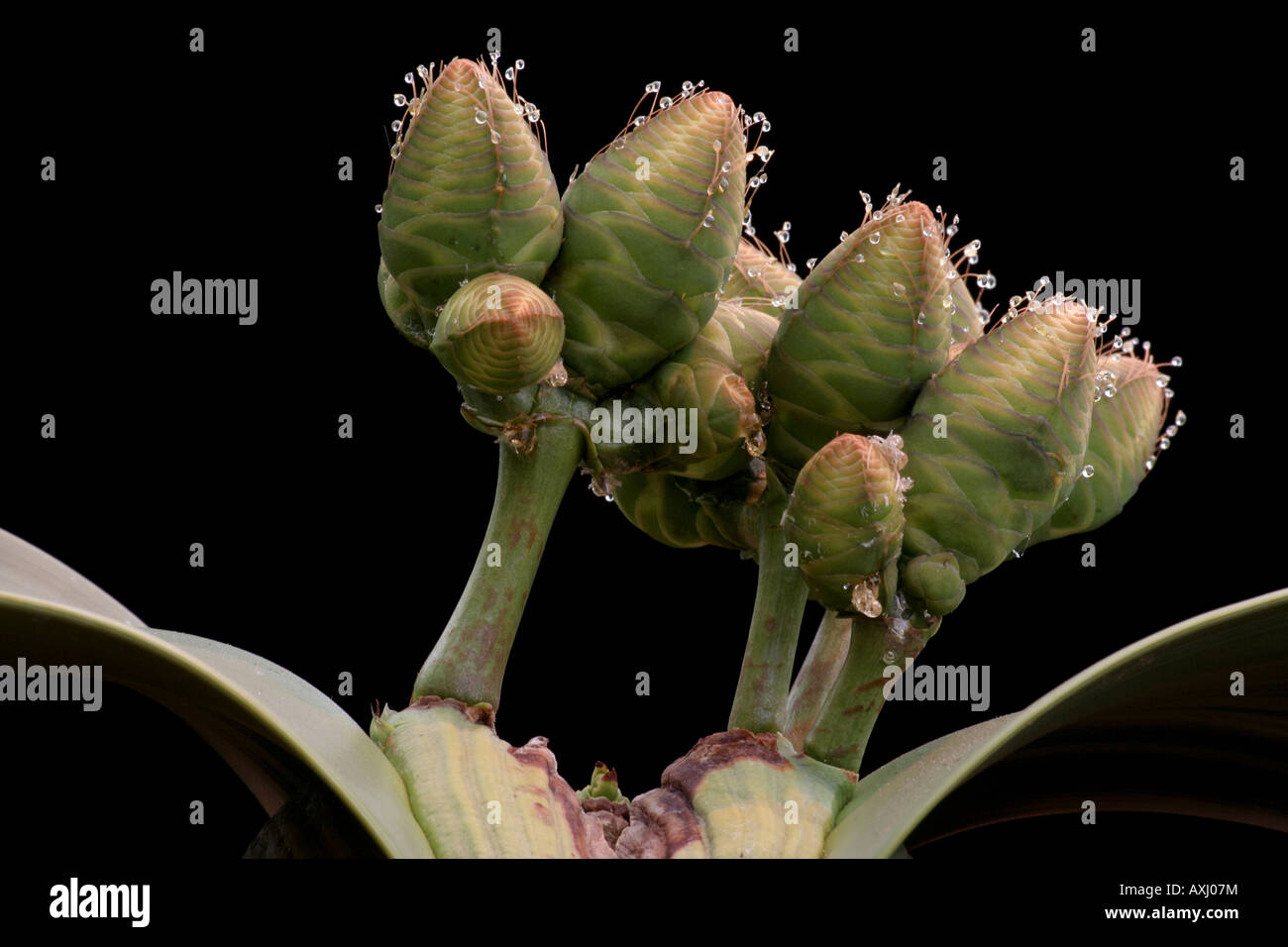 Fiori femminili della Welwitschia mirabilis Foto Stock