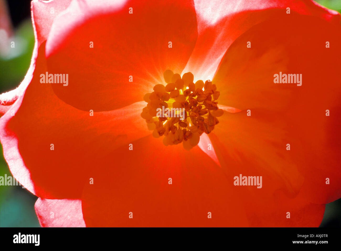 Fleur d eglantier fiori di Sweetbriar otanical specie specie botaniche Close Up Close Up Close up colore Colori Colori Colo Foto Stock