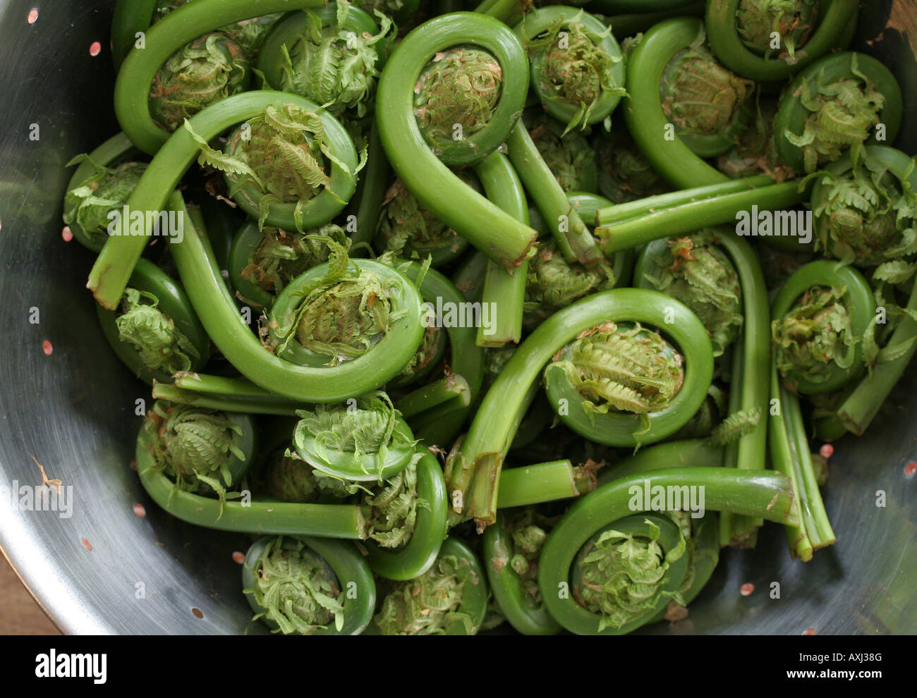 Fiddleheads commestibili dello struzzo fern (Matteuccia struthiopteris) Foto Stock