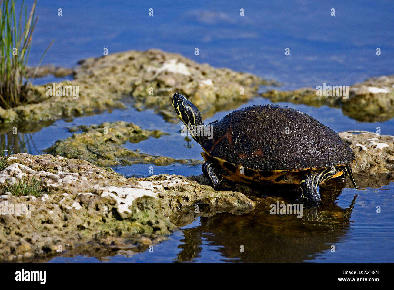 Florida Turtle poggiante sulla roccia situata in Everglades della Florida negli Stati Uniti. Foto Stock