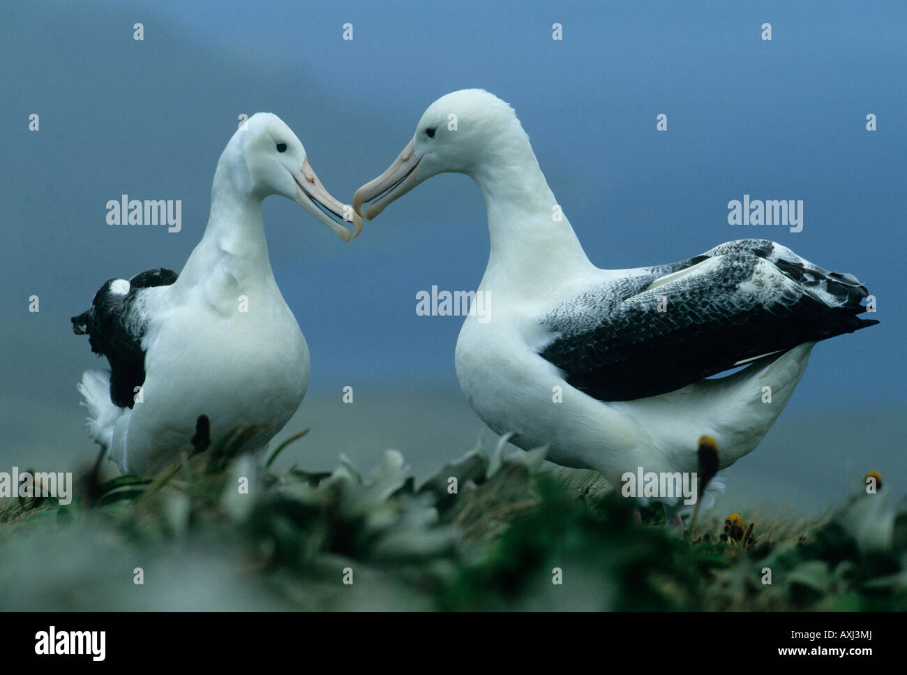 Southern Royal Albatross, (Diomedea epomophora) Selvatica, Campbell Island, Nuova Zelanda Isole sub-antartiche minacciati Foto Stock