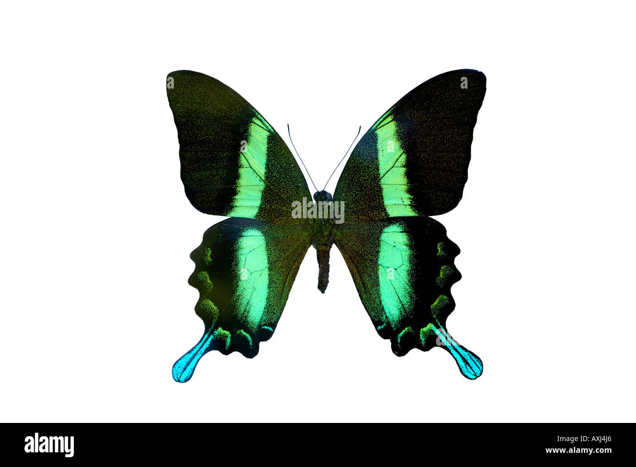 Papilio blumei Ulisse verde butterfly Foto Stock