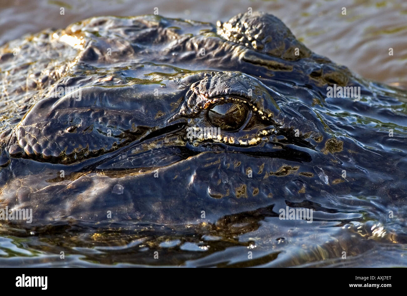 Il coccodrillo americano in close-up Foto Stock