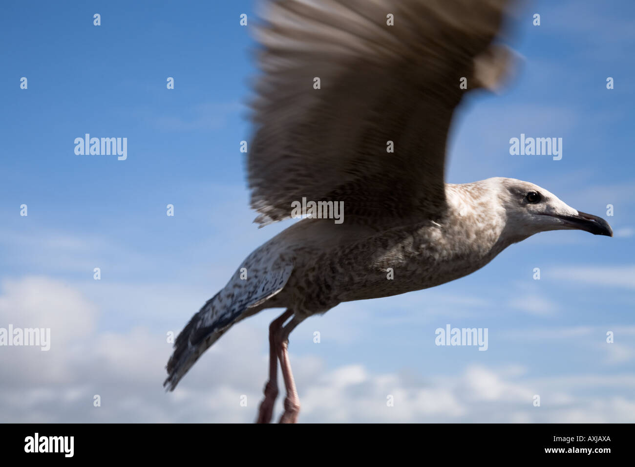 Seagull presso il St Michael s montare Marazion vicino a Penzance Cornwall Foto Stock