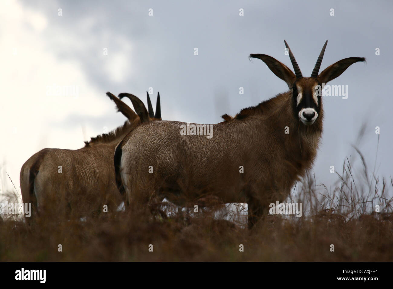 Stefano Antilope (Hippotragus equinus) Foto Stock