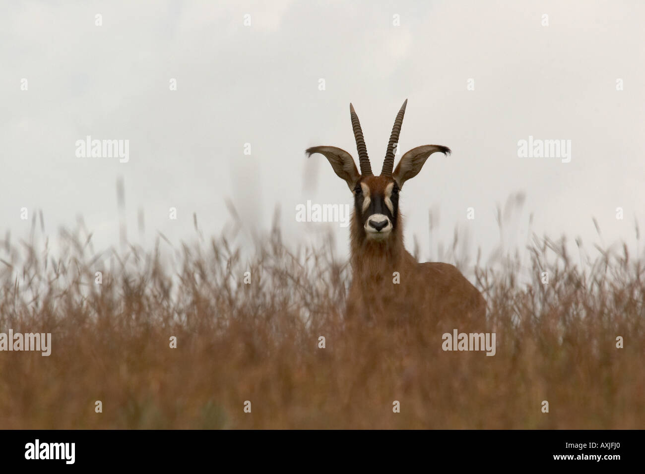 Stefano Antilope (Hippotragus equinus) Foto Stock