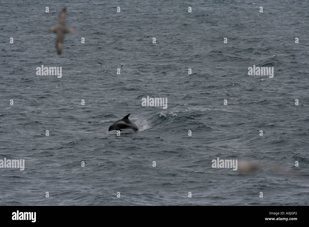 Una delle poche specie di delfini su Barent mare, espandendo la sua distribuzione verso nord a causa del clima più caldo Foto Stock
