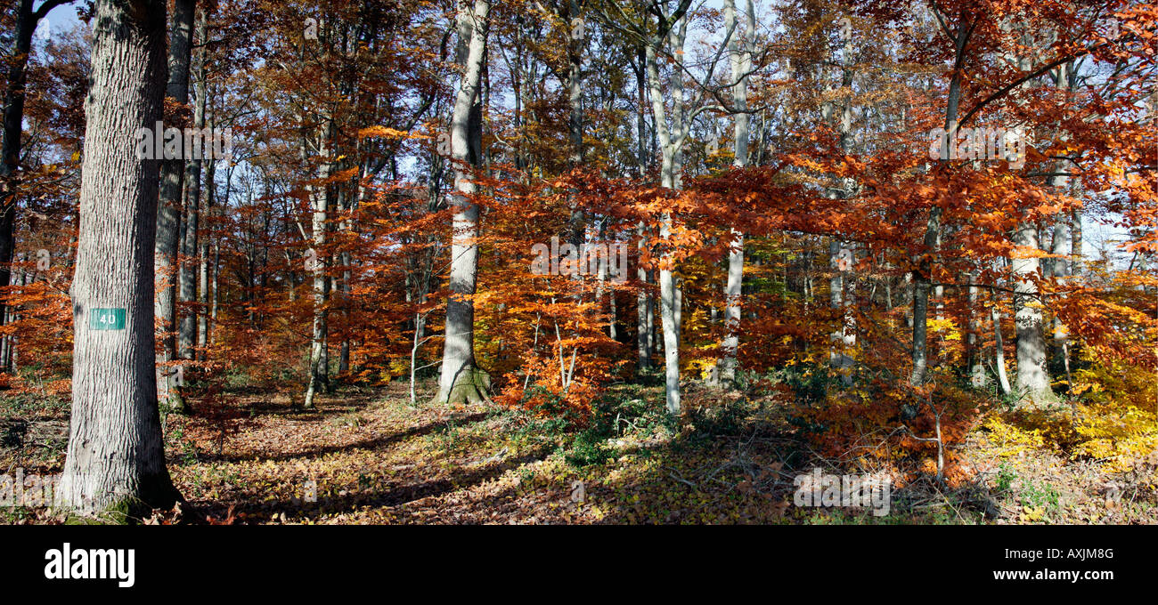 La futaie et route en foret de Troncais en automne Allier 03 Autunno Auvergne brutta stagione Bad stagioni specie botaniche prodotti botanici Foto Stock