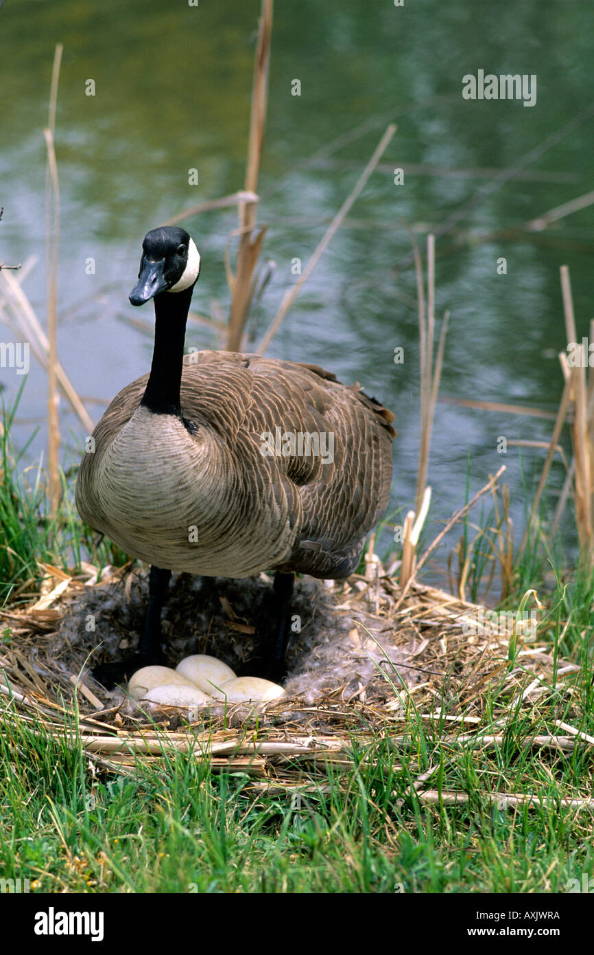 Canada Goose con uova nel nido Boise Idaho Foto Stock