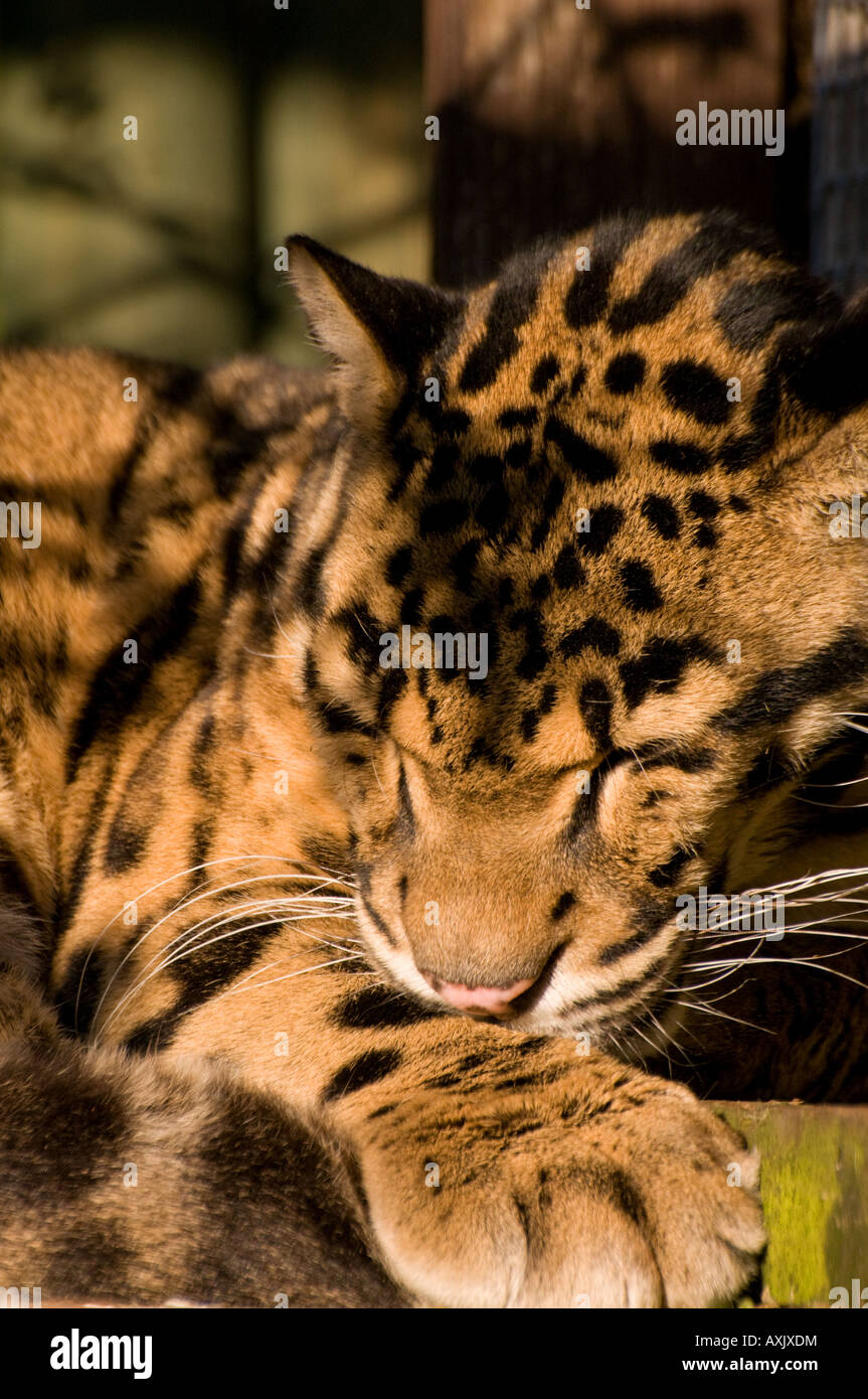 Il leopardo nuvola sleeping Foto Stock