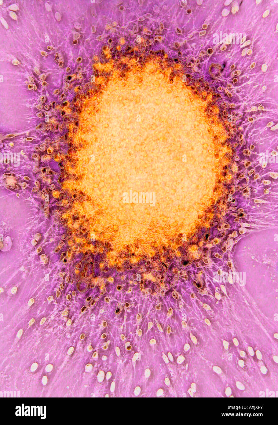 Sperma umano fecondare le cellule uovo fecondato Foto Stock