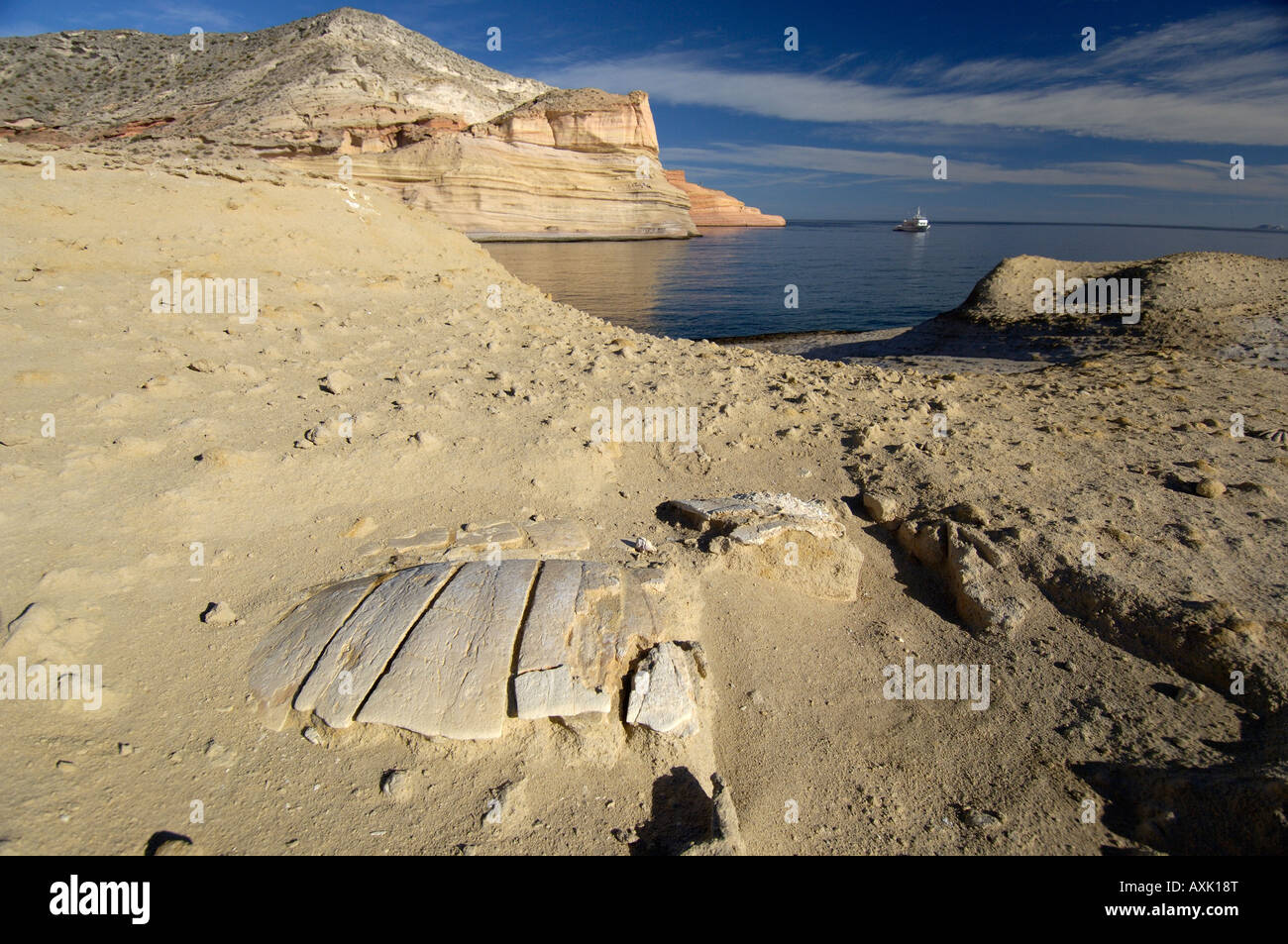 Fossili di guscio di tartaruga Baja California Messico Foto Stock