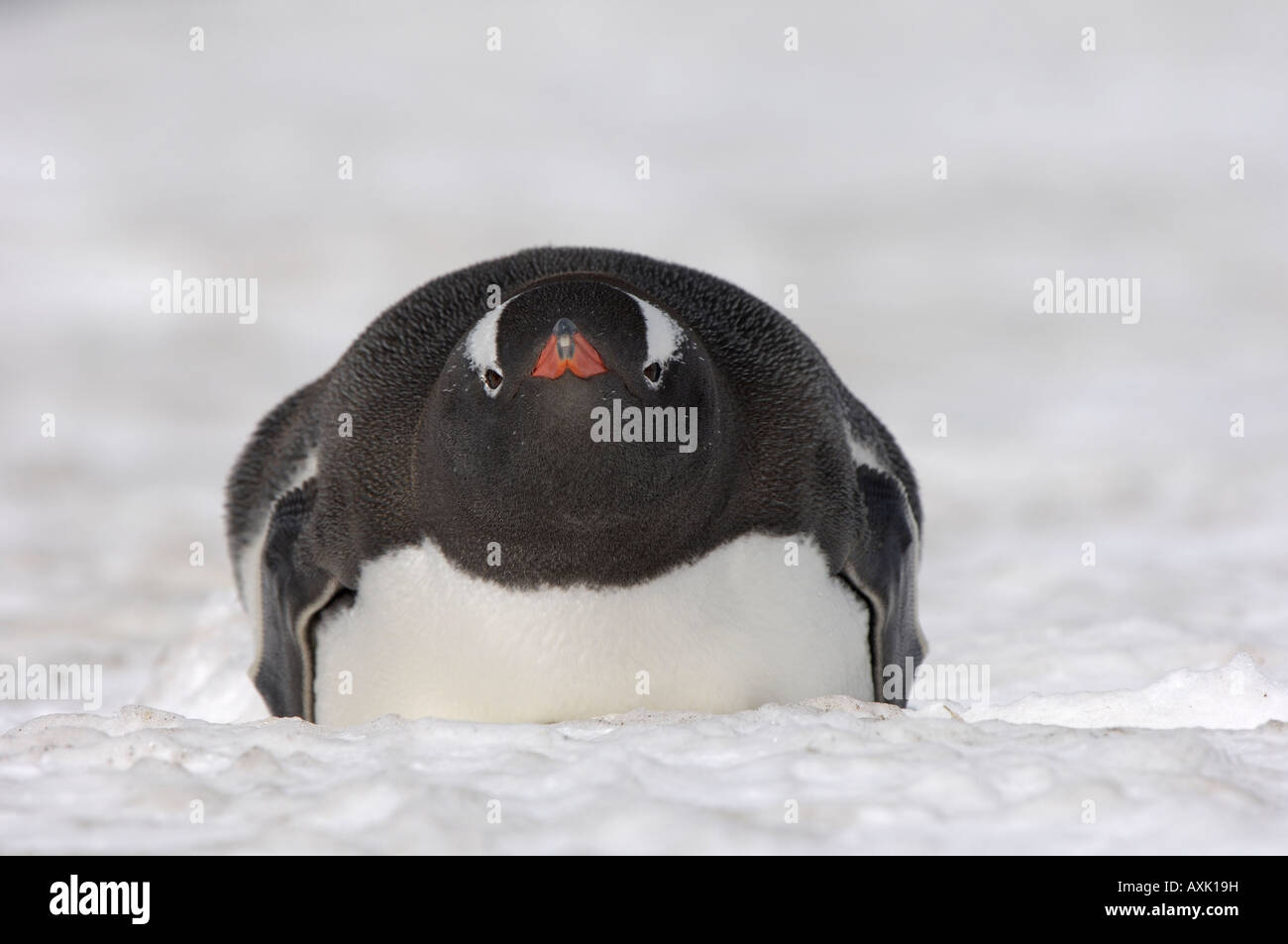 Gentoo Penguin Pygoscelis papua Georgia del Sud che giace nella neve Foto Stock