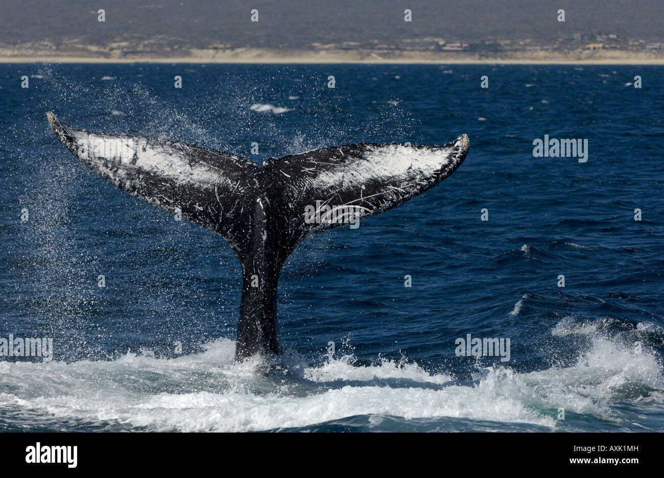Humpback Whale Megaptera novaeangliae Baja California Messico battendo la coda contro la superficie di acqua lob comportamento tailing Foto Stock