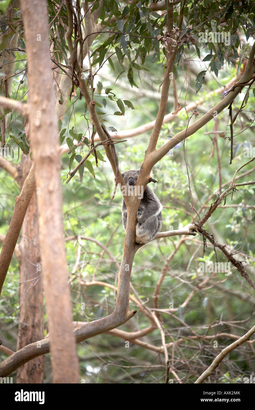 Soft tenero Koala bear riposa in un eucalipto o gomma di albero in Lone Pine Koala Sanctuary riserva faunistico Zoo Brisbane Queensland Foto Stock