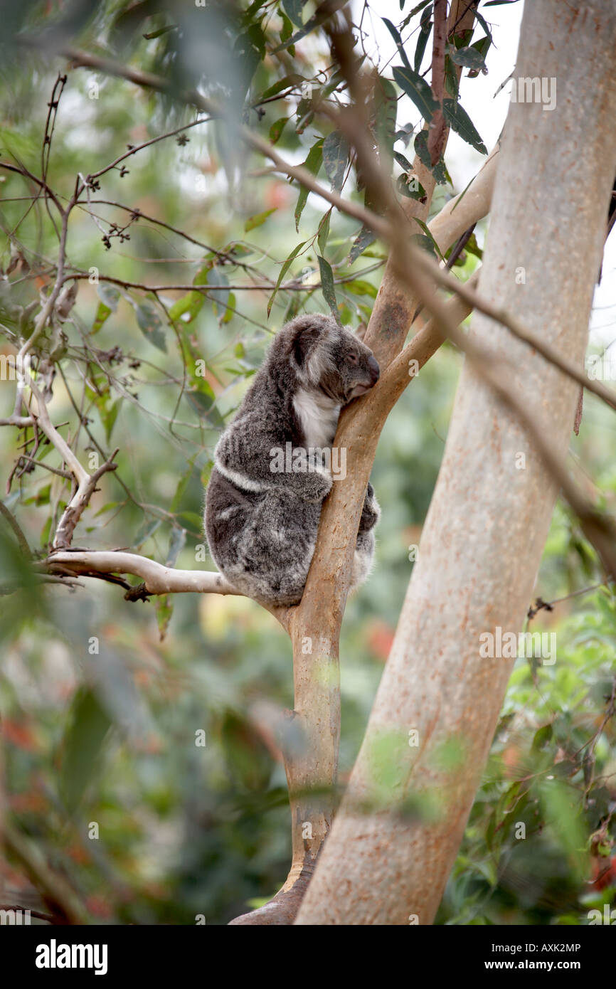 Soft tenero Koala bear riposa in un eucalipto o gomma di albero in Lone Pine Koala Sanctuary riserva faunistico Zoo Brisbane Queensland Foto Stock