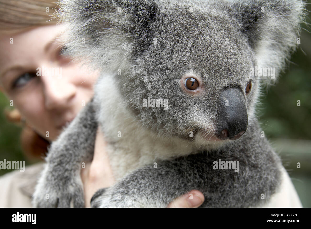 Soft tenero Koala bear essendo portato da un elemento di fissaggio in Lone Pine Koala Sanctuary riserva faunistico Zoo Queensland Brisbane Qld Austr Foto Stock