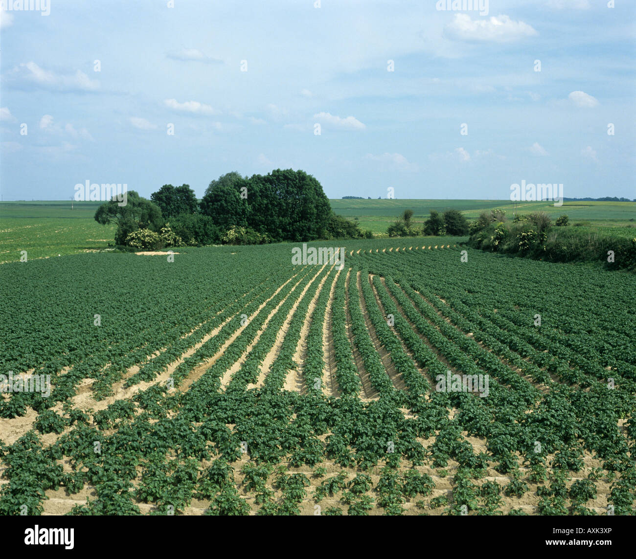 Giovani del raccolto di patata righe nervata su terreni leggeri Belgio Foto Stock