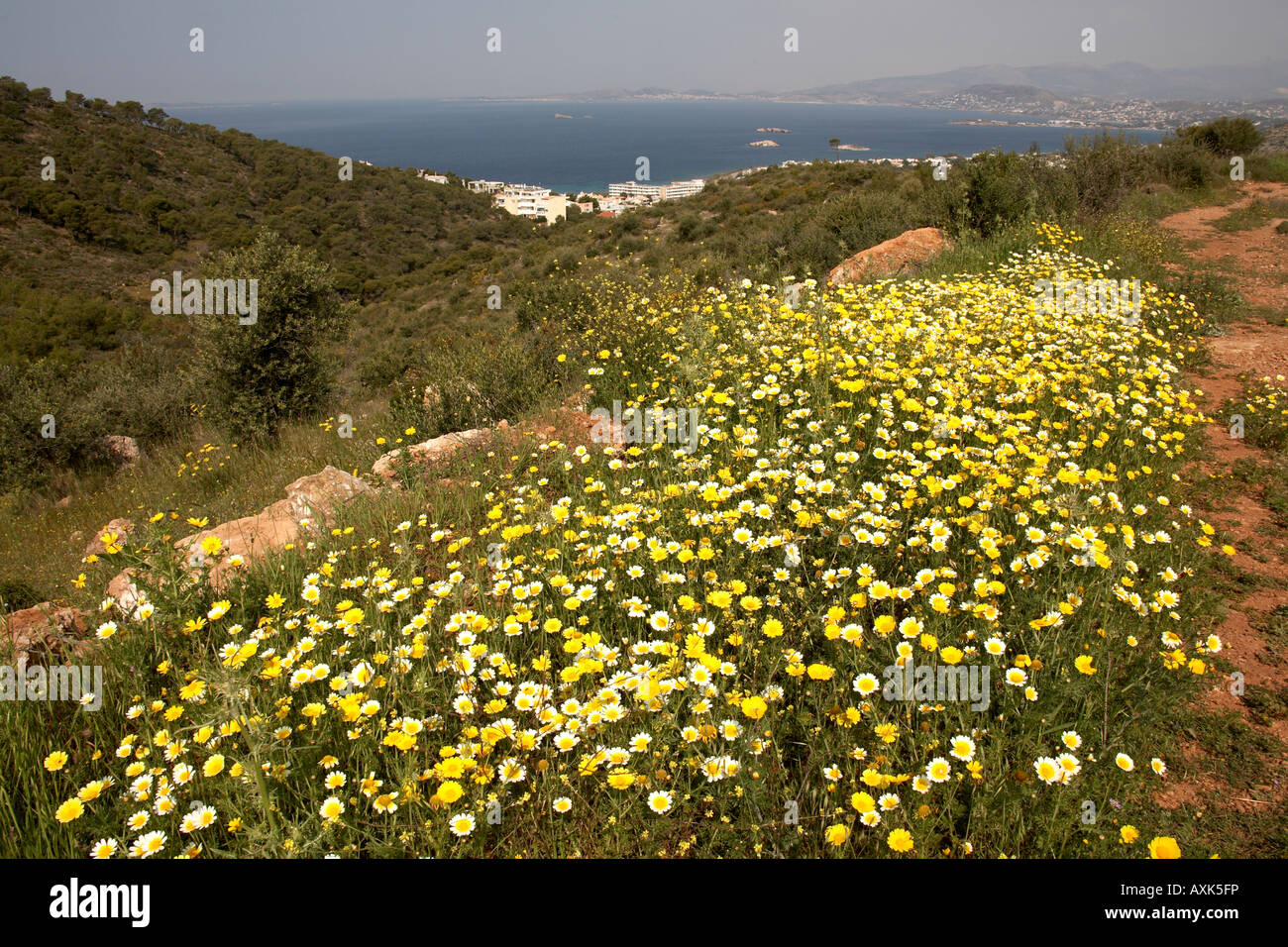 Giallo wild fiori di primavera su verde riserva naturale area di conservazione sopra Saronida in Attica o Atiki Grecia Foto Stock