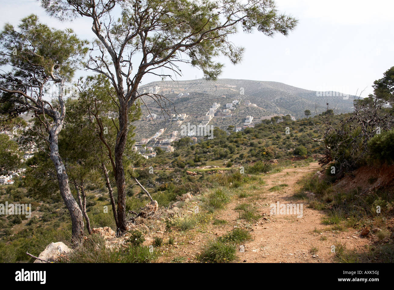 Alberi di pino sulla natura verde riserva area di conservazione sopra Saronida in Attica o Atiki Grecia Foto Stock