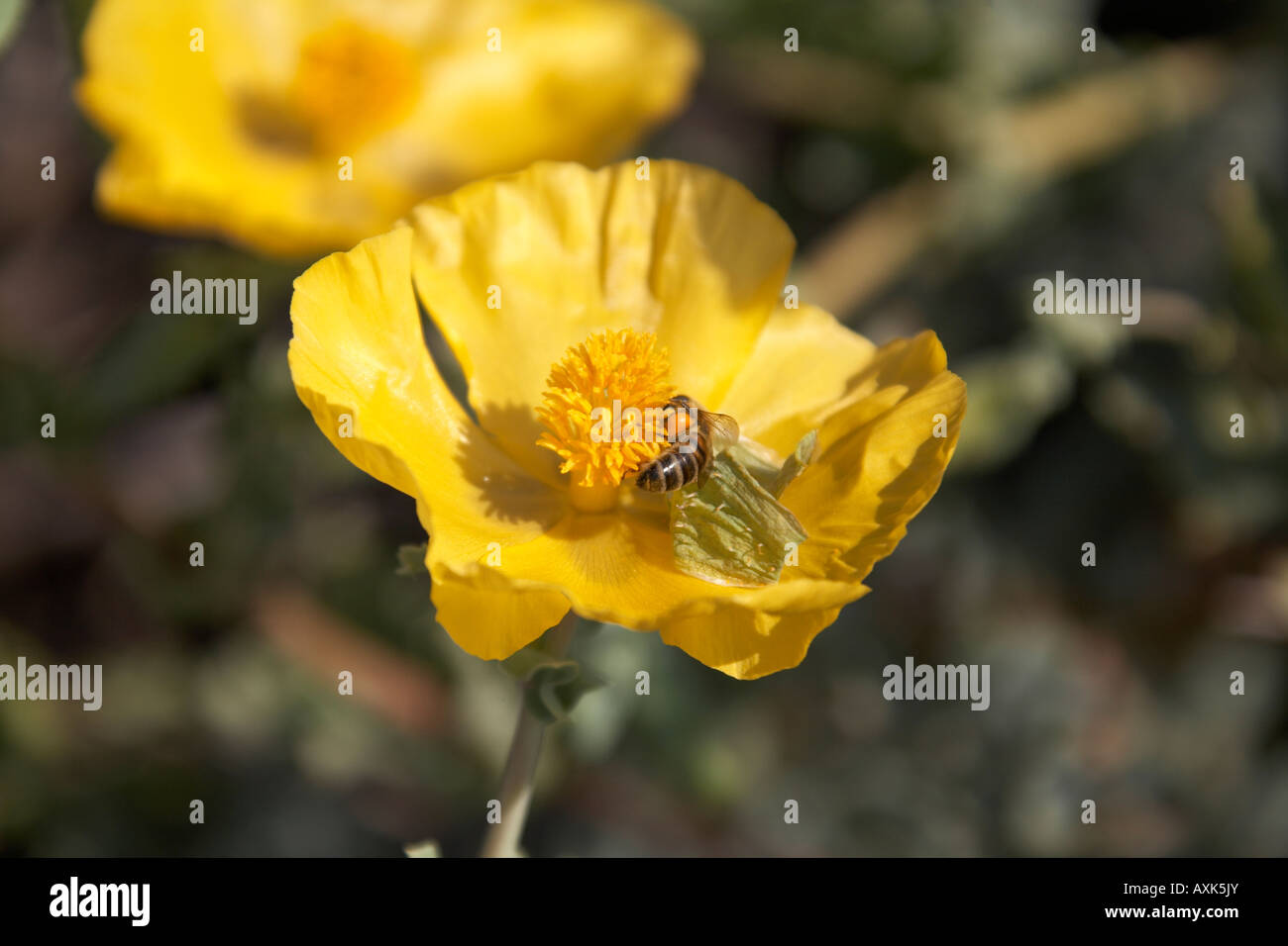 Selvaggio giallo fiore di primavera e il miele delle api con il polline sac in Attica o Atiki Grecia Foto Stock