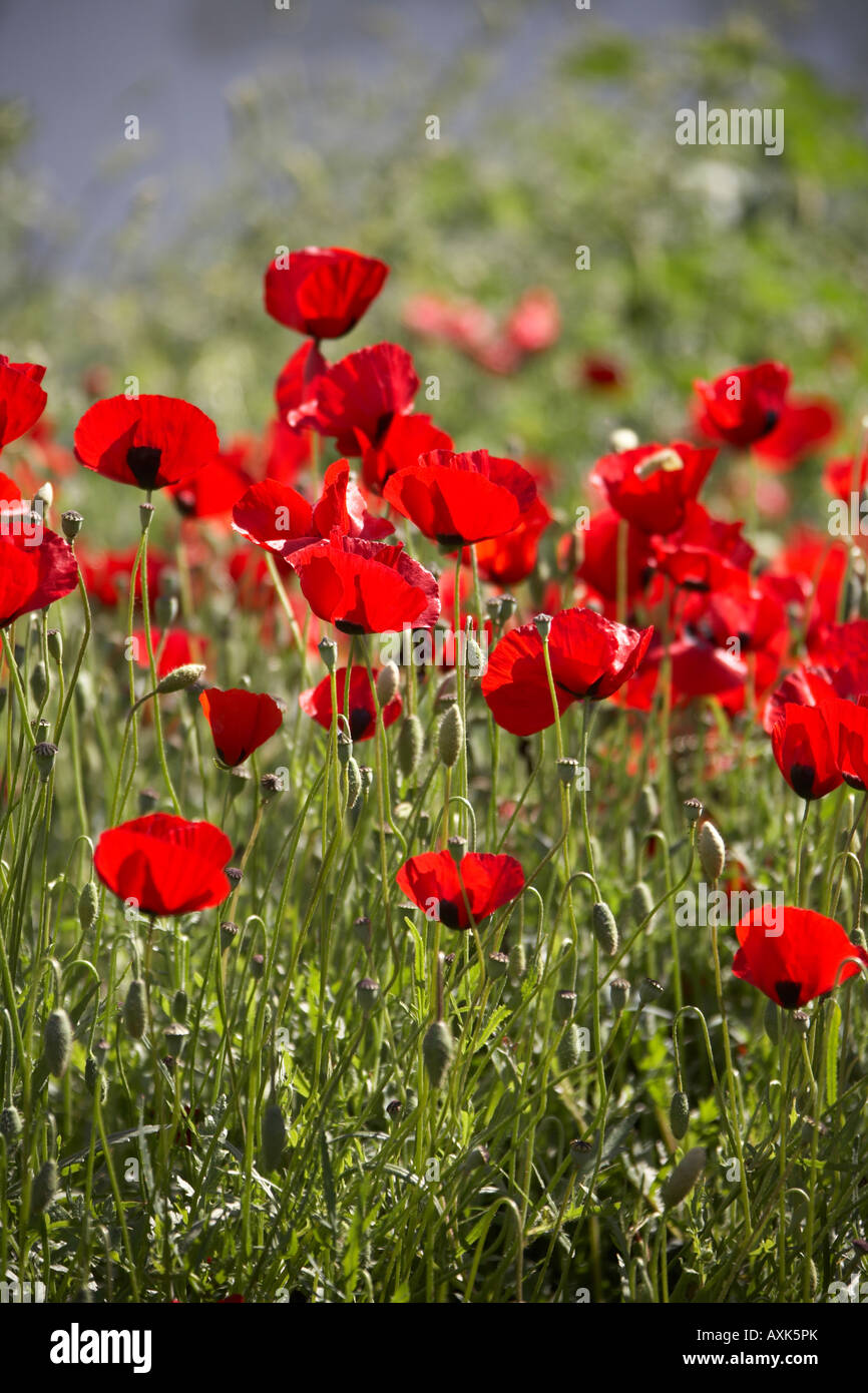 Giardino di wild papavero rosso fiori in Kalivia Attica o Atiki Grecia papaveri millefiori Foto Stock