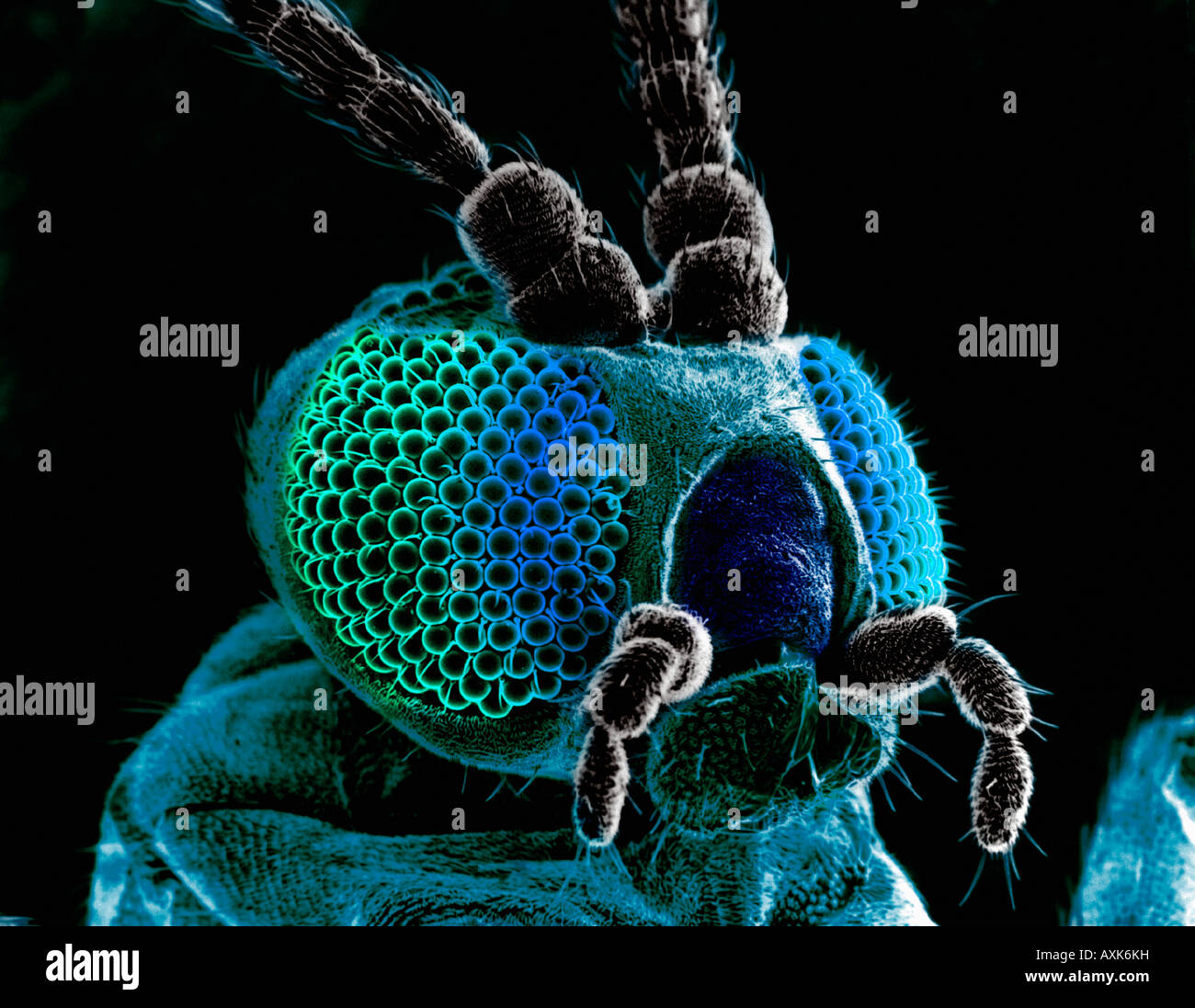 Testa di farfalla come si osserva attraverso un microscopio EM Foto stock -  Alamy