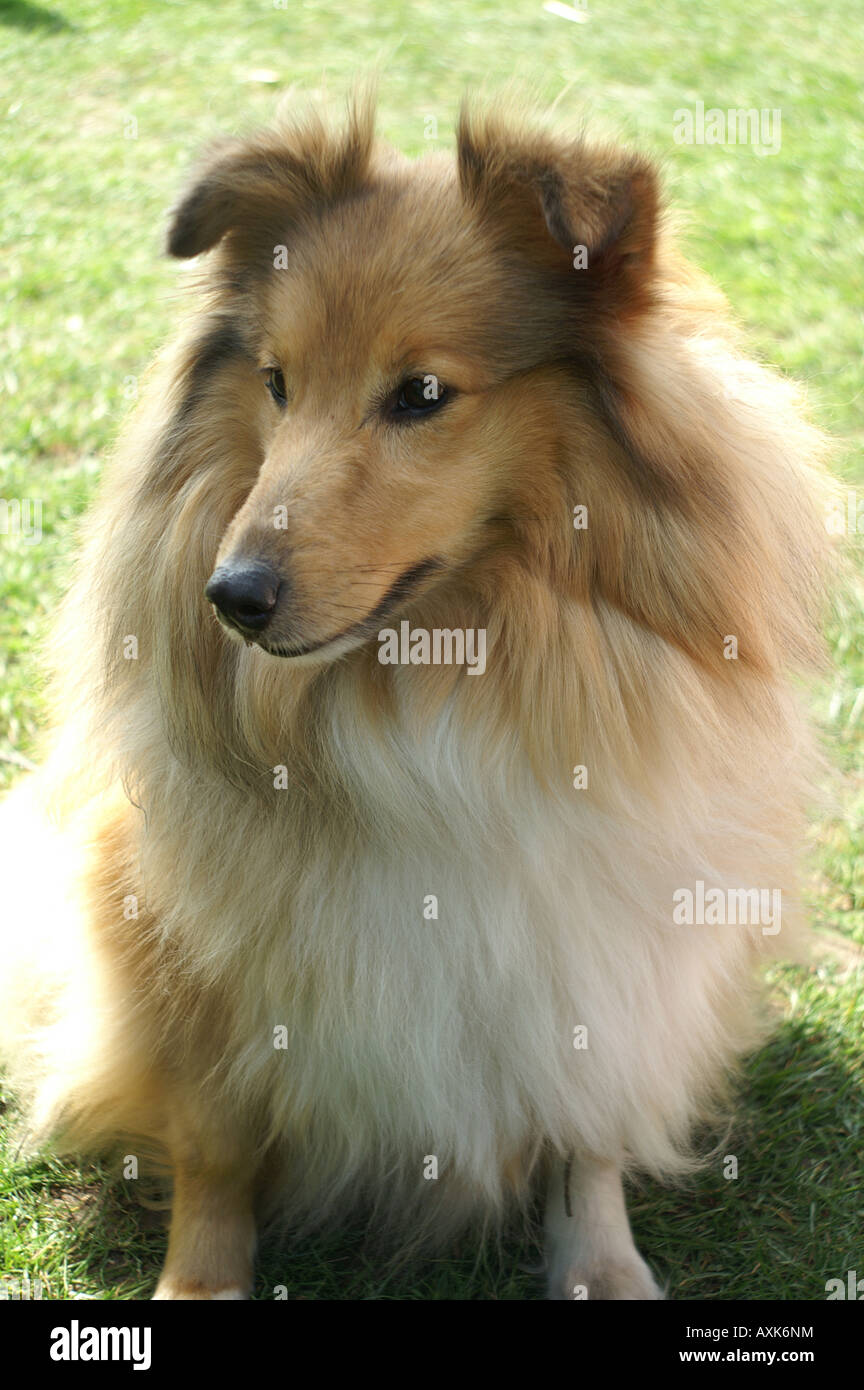 Ritratto di un Shetland Sheepdog Foto Stock