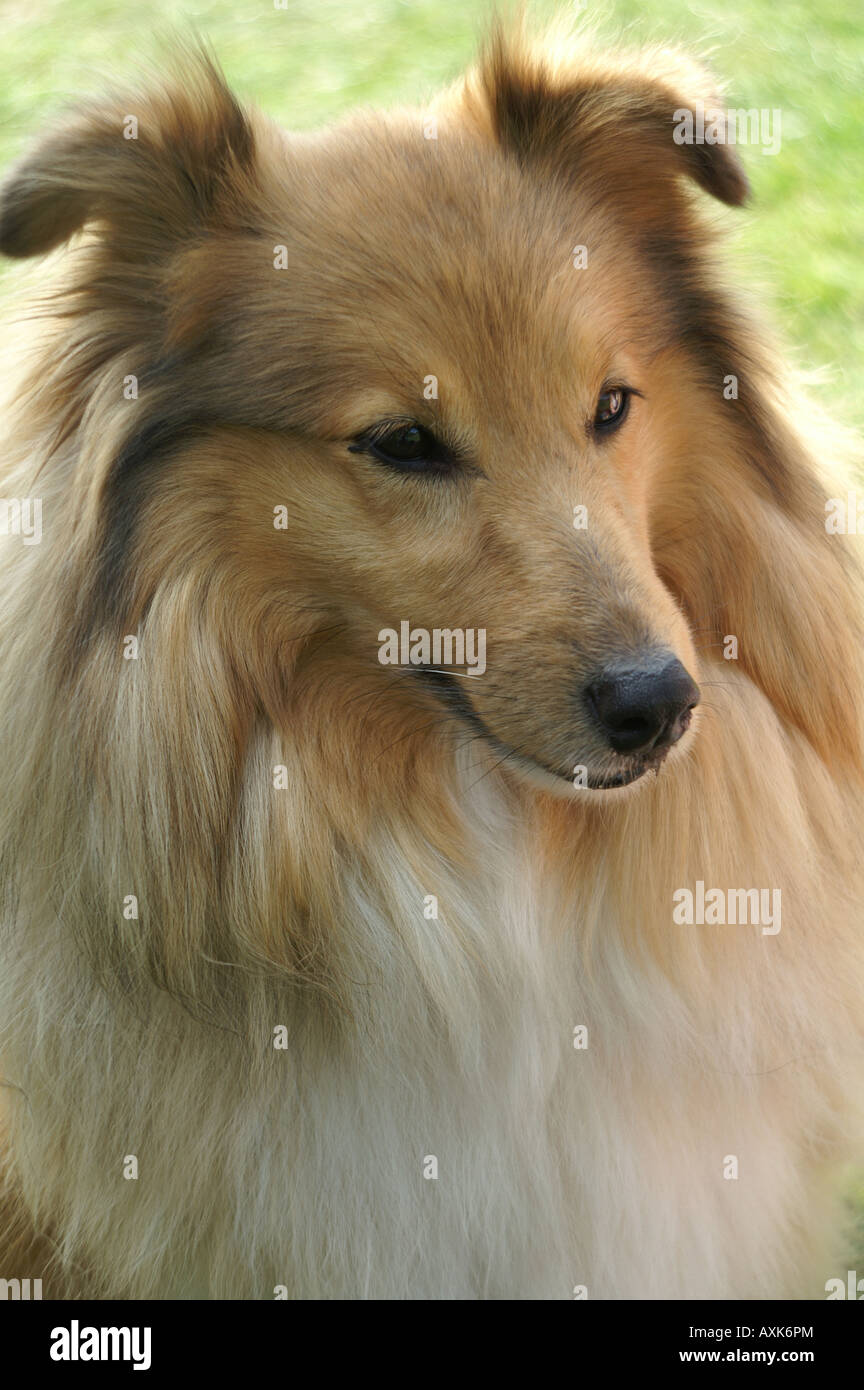 Ritratto di un Shetland Sheepdog Foto Stock