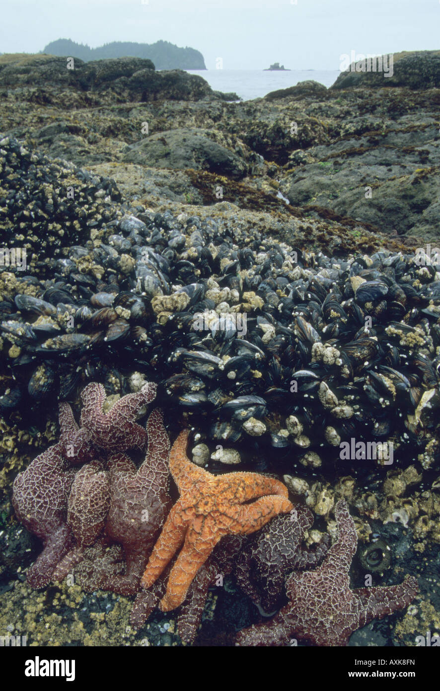 Mukkaw Bay, Neah Bay, Penisola Olimpica, Ocra Seastars (Pisaster ochraceous) a bassa marea Washington STATI UNITI D'AMERICA Foto Stock