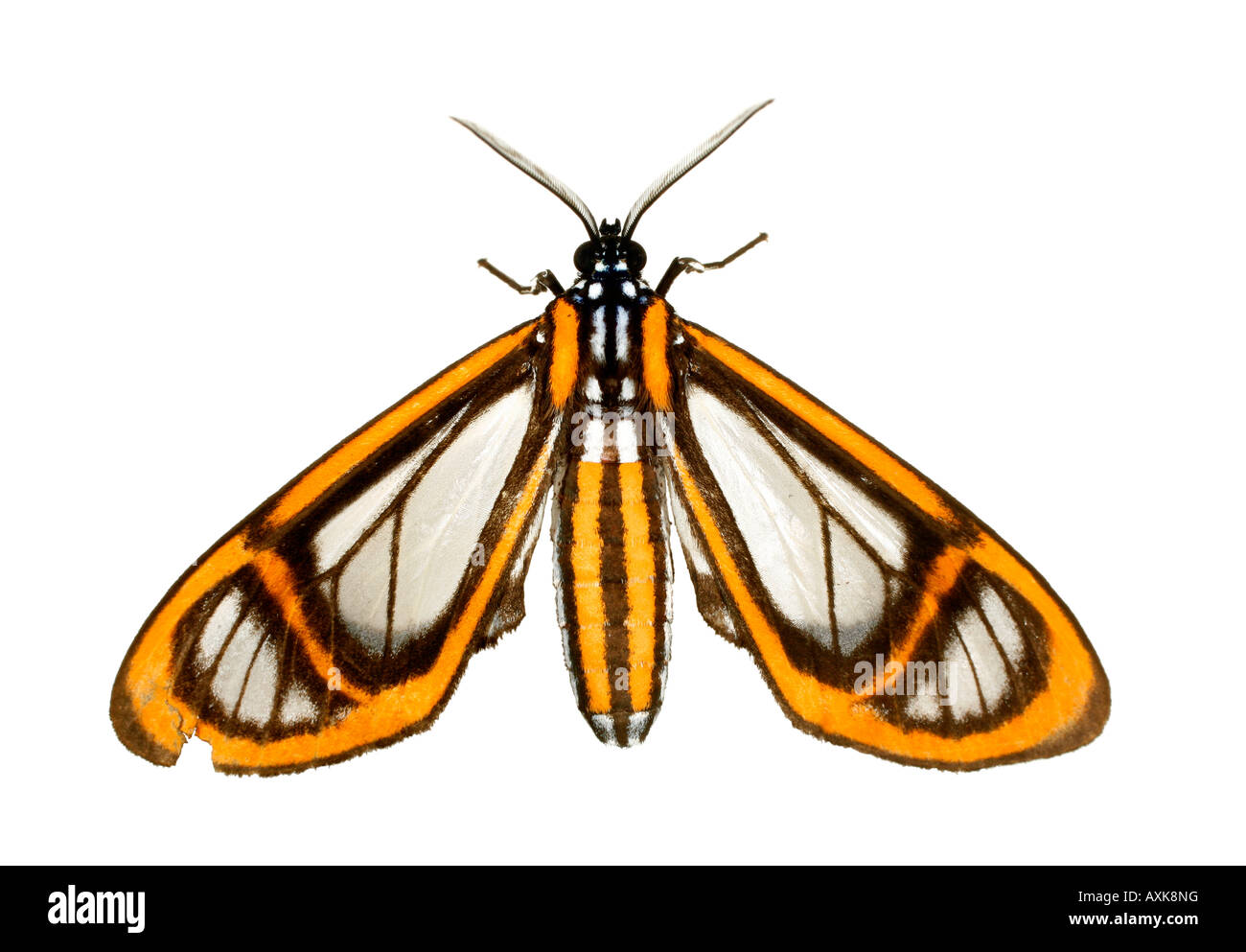 Clearwing tignola dall'Amazzonia ecuadoriana (Famiglia Ctenuchidae) Foto Stock