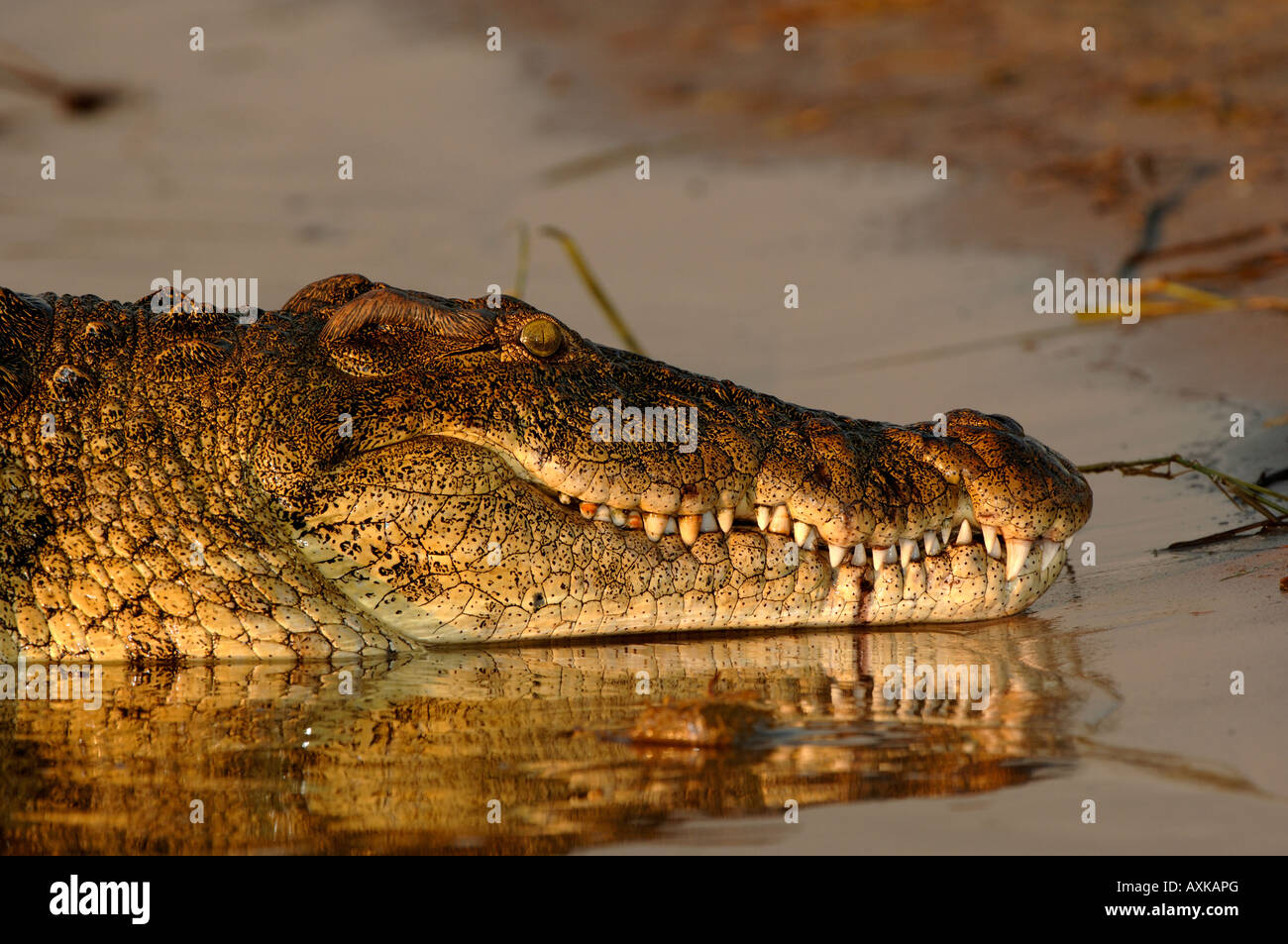 Coccodrillo del Nilo Crocodylus niloticus vicino fiume Chobe Botswana Foto Stock
