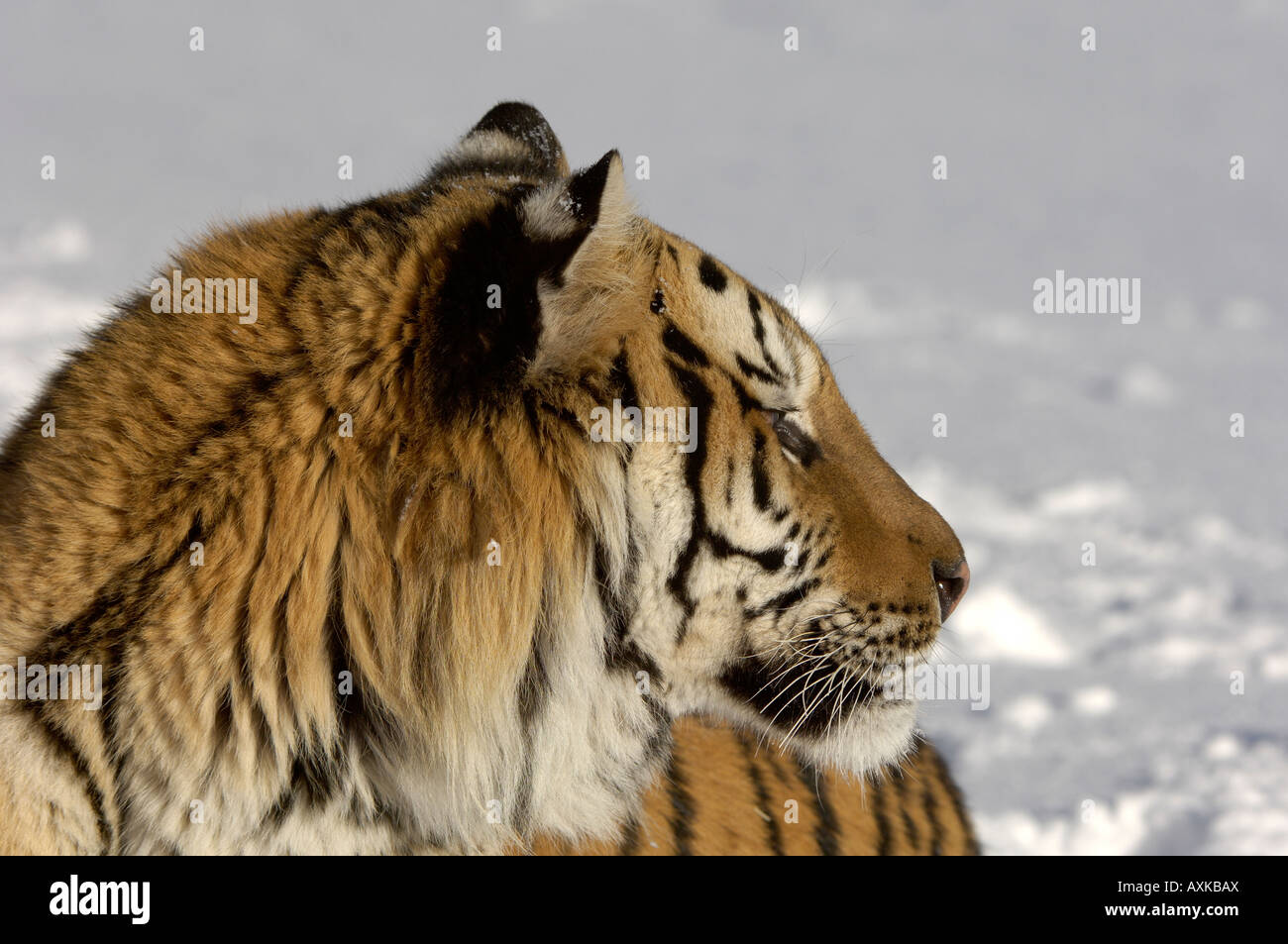 Tigre Siberiana Panthera tigris altaica close up di testa dal lato captive USA Foto Stock